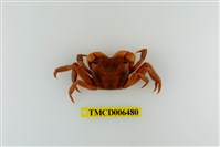 藏品(紅螯螳臂蟹)的圖片